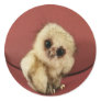 Baby Owl  Sticker
