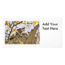 Baby Owls and Mother Owl in a Nest Photo Card Template