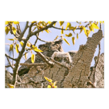Baby Owls and Mother Owl in a Nest Photographic Print