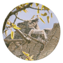 Baby Owls and Mother Owl in a Nest Plate