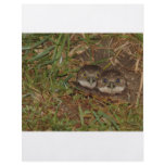 Baby Owls flyers