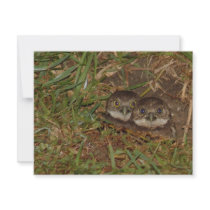 Baby Owls invitations
