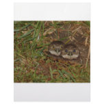 Baby Owls letterhead
