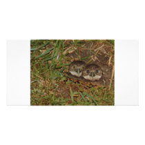 Baby Owls photo cards by Debrene Baby Owls photo cards