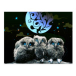 Baby Owls Under The Moonlight Postcards