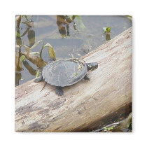 Baby Painted Turtle Magnet by CarolsCamera Baby Painted Turtle Magnet