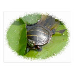 Baby Painted Turtle on Lilypad Items Post Card