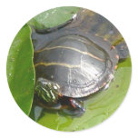 Baby Painted Turtle on Lilypad Items Sticker