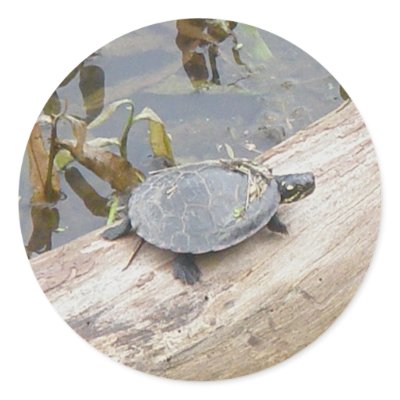 Baby Painted Turtle Stickers by CarolsCamera