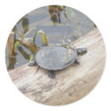 Baby Painted Turtle Stickers by CarolsCamera Baby Painted Turtle Stickers