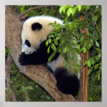 baby-panda3-10x10 posters