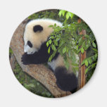 baby-panda3-10x10 refrigerator magnets