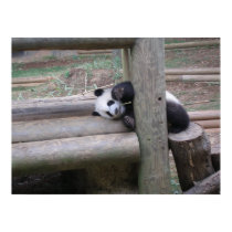 Baby Panda posters