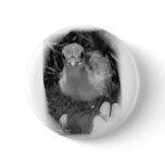 Baby peacock chick standing in a hand button