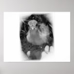 Baby peacock chick standing in a hand posters