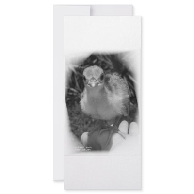 Baby peacock chick standing in a hand full color rack card by SusansZooCrew