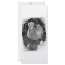 Baby peacock chick standing in a hand full color rack card