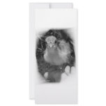 Baby peacock chick standing in a hand full color rack card