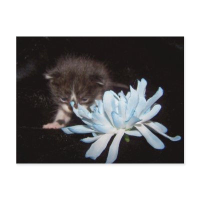 baby peek a boo post card by KatAnnette