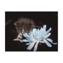 baby peek a boo postcards