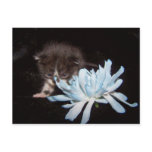 baby peek a boo postcards