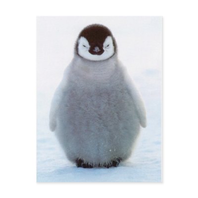 Baby Penguin Post Card