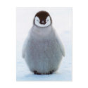 Baby Penguin postcard
