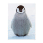 Baby Penguin