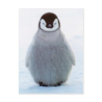 Baby Penguin postcards by Lenny46824 Baby Penguin postcards
