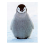 Baby Penguin Postcards Baby Penguin Postcards