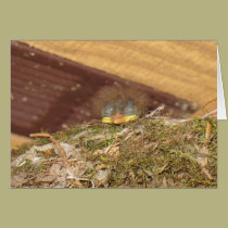 Baby Phoebe #2 cards