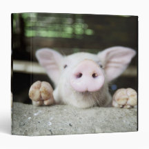 Baby Pig in Pen, Piglet Binders