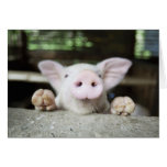 Baby Pig in Pen, Piglet Greeting Card