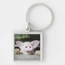 Baby Pig in Pen, Piglet Key Chain