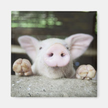 Baby Pig in Pen, Piglet Magnet