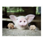 Baby Pig in Pen, Piglet Post Card