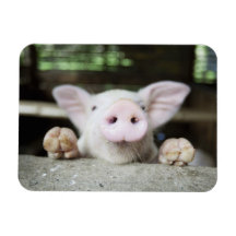 Baby Pig in Pen, Piglet Rectangular Magnets