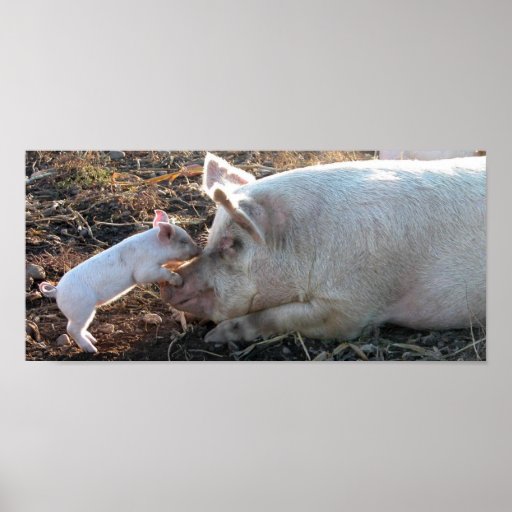 Baby Pig Poster Zazzle