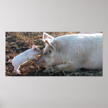 Baby Pig Posters