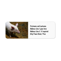 Baby Piglet Photograph for Pig Farmers Custom Return Address Label