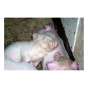 Baby pigs  posters