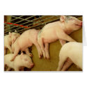 Baby pigs sleeping - Card by GardenDelightsArts Baby pigs sleeping - Card