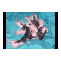 Baby Pile posters by Scapps0004 Baby Pile posters