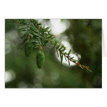 Baby Pine Cones cards