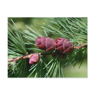 Baby Pine Cones Nature Photo Postcard postcard