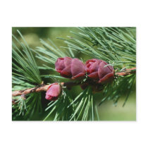 Baby Pine Cones Nature Photo Postcard by SmilinEyesTreasures Baby Pine Cones Nature Photo Postcard