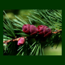 Baby Pine Cones Nature Poster posters