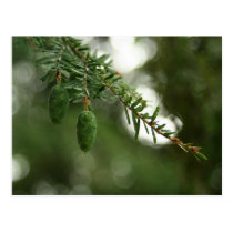 Baby Pine Cones postcards