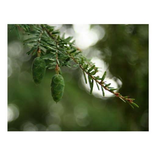 Baby Pine Cones Post Card