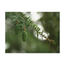 Baby Pine Cones postcards by TominPok Baby Pine Cones postcards
